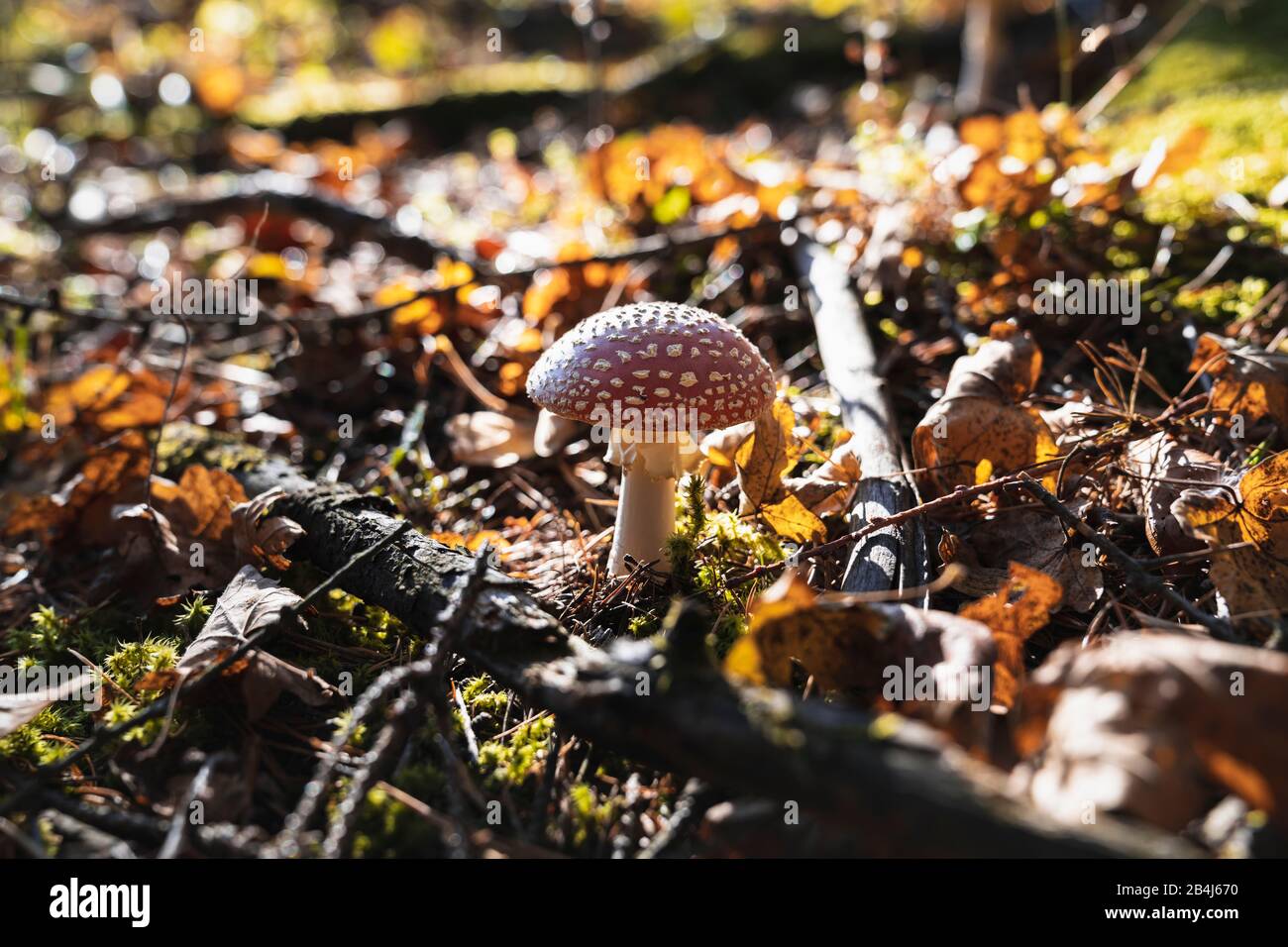 Volare agarico, Amanita muscaria, rosso, foresta, Germania, Europa Foto Stock