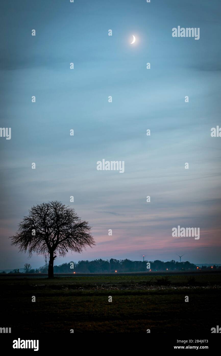 La luna all'orizzonte in un cielo color pastello, a sinistra sotto un albero solitario Foto Stock