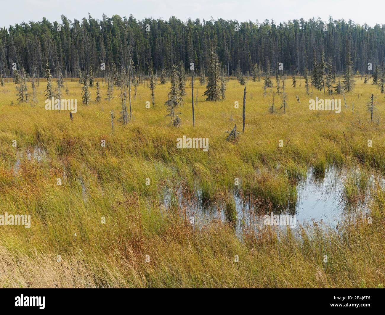 Regione di Algoma, autunno, Kanada, alberi di conifere, paesaggio, palude, naturale, natura, Ontario, piante, deserto Foto Stock