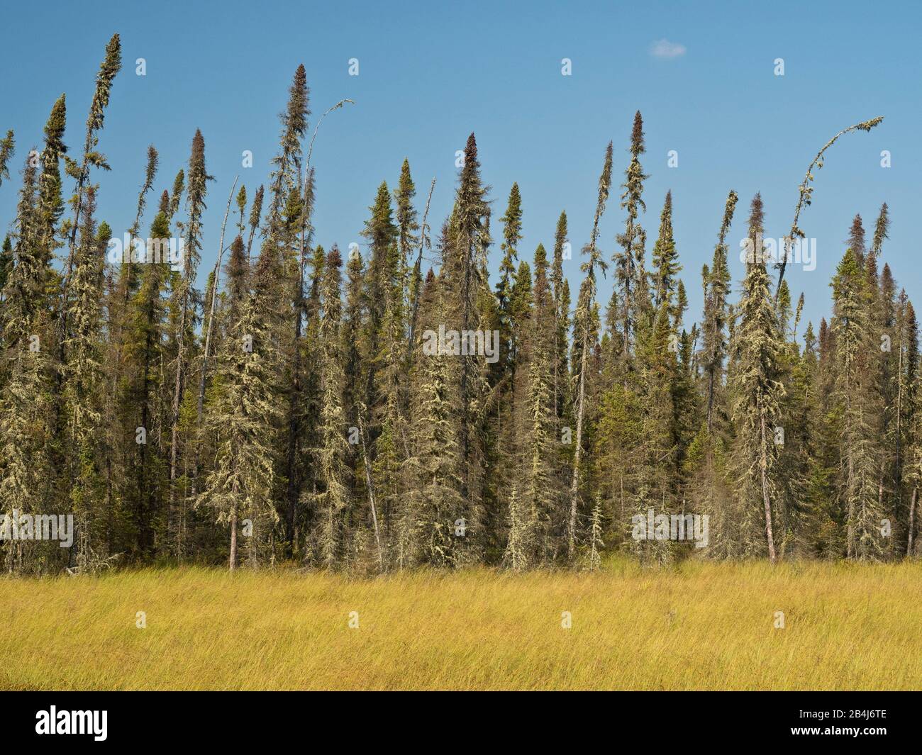Regione di Algoma, Kanada, alberi di conifere, paesaggio, naturale, natura, Ontario, piante, deserto Foto Stock