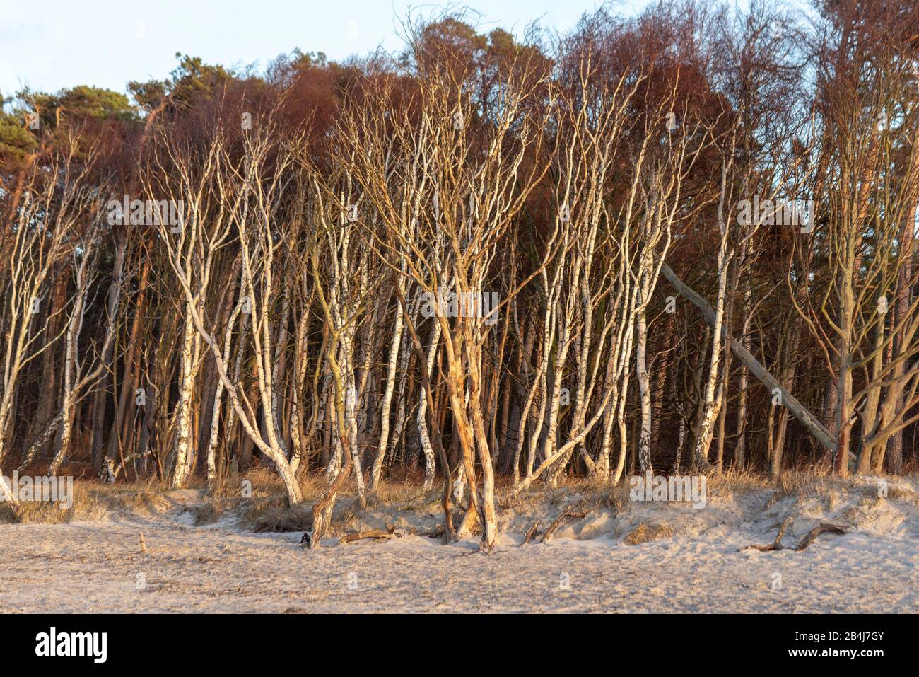Germania, Mecklenburg-Vorpommern, Prerow, Bony Trees, West Beach, Prerow, Darß, Fischland. Foto Stock