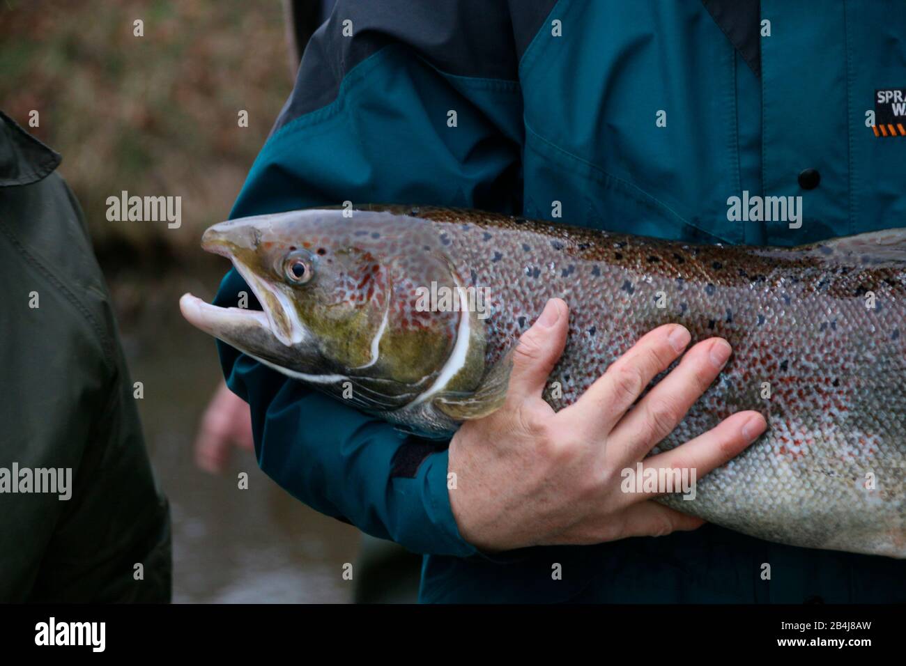 Germania, Sassonia-Anhalt, Zerbst, l'uomo detiene il salmone selvatico nelle sue braccia, progetto di reinsediamento, Istituto per la pesca interna Potsdam EV (IFB) Foto Stock