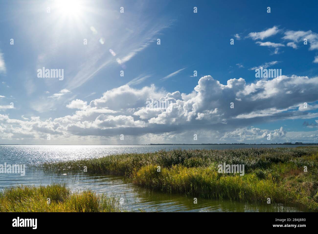 Fischland, Darß, Saaler Bodden, cintura a canne, cielo Foto Stock