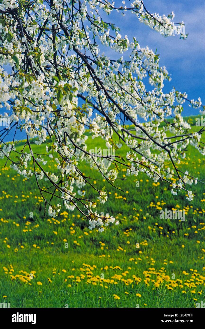 Fiore di ciliegio e prato di dente di leone, Austria Foto Stock