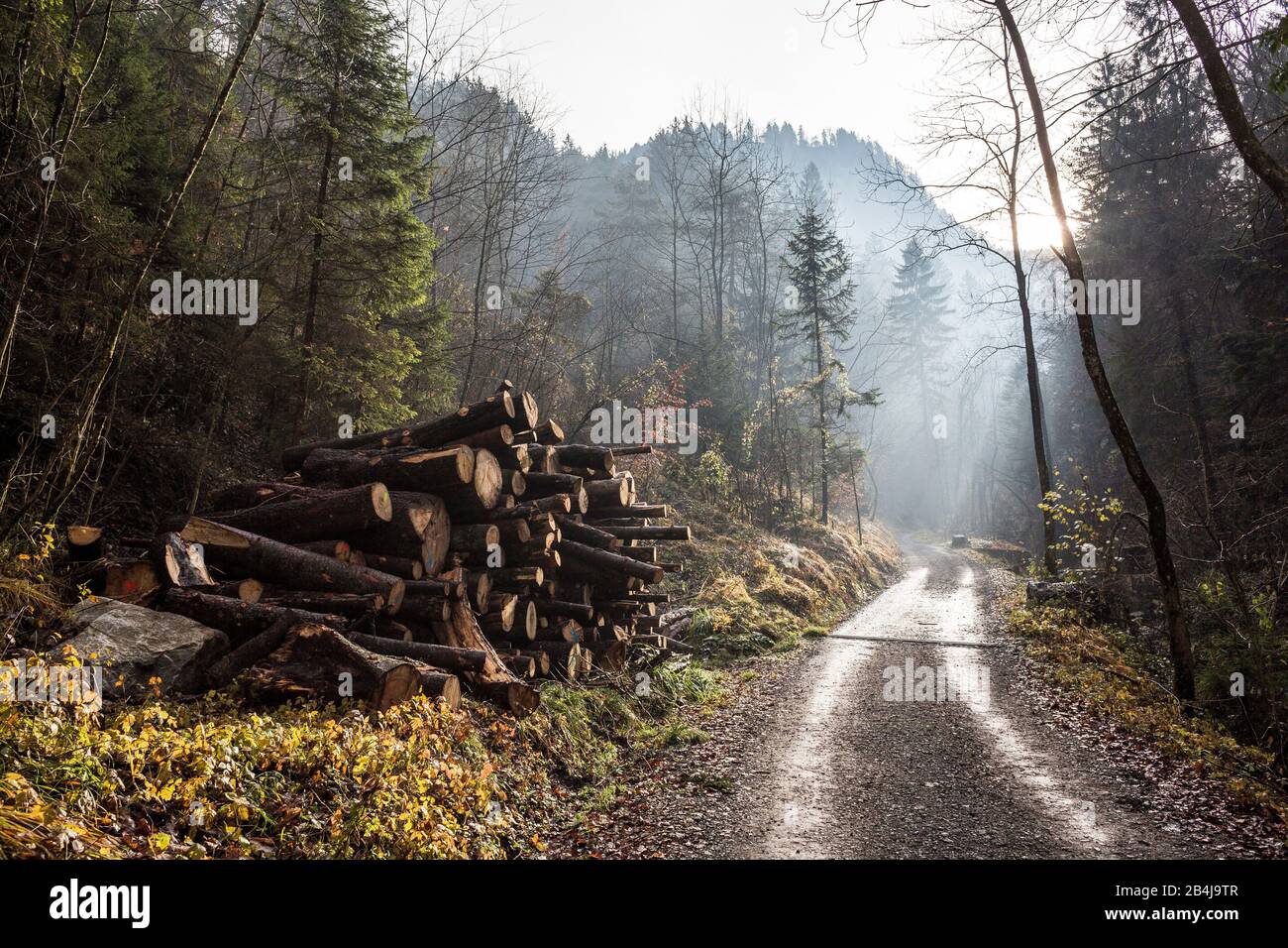 Pila di legno danneggiato sul lato del percorso. Foto Stock