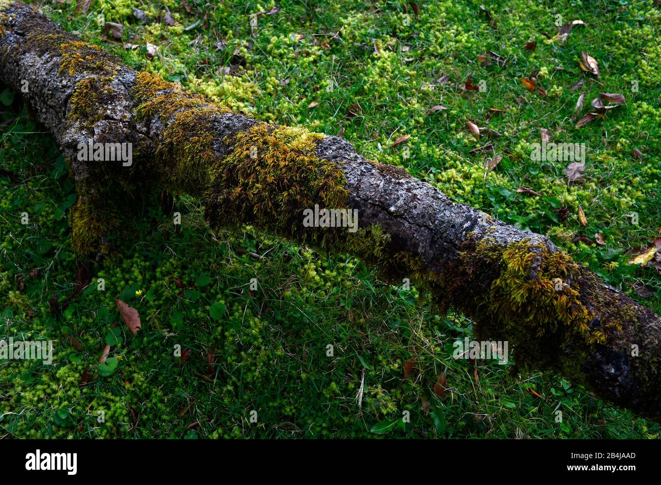Tronco d'albero decaduto, vecchia foresta di alloro, anche Laurissilva foresta, con gli alberi di alloro-stink (Ocotea foetens), Fanal, Isola di Madeira, Portogallo Foto Stock