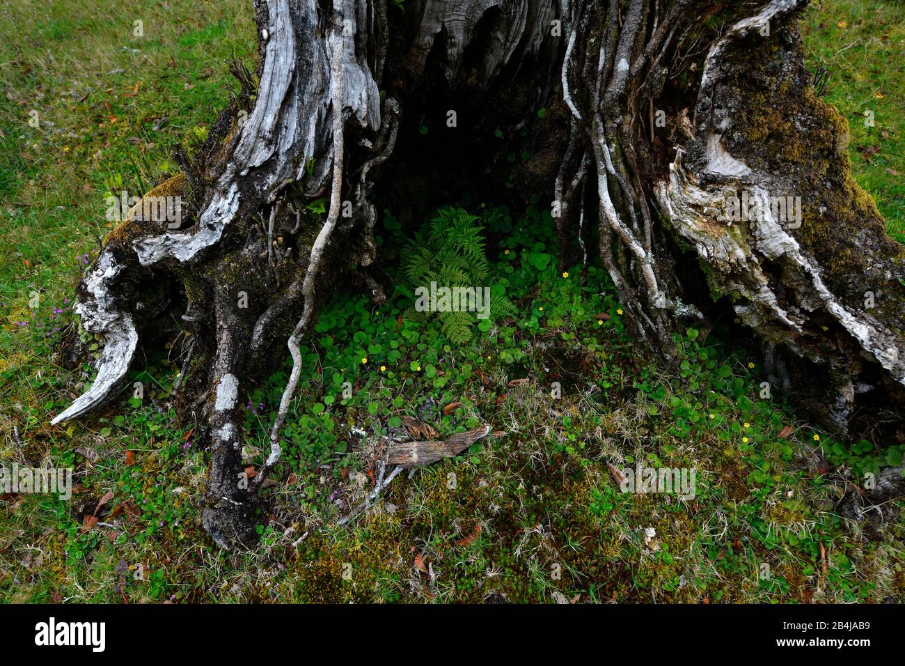 Fern cresce nel riparo di una radice di albero, Old Laurel foresta, anche Laurissilva foresta, con pungente alberi di spina (Ocotea foetens), Fanal, Isola di Madeira, Portogallo Foto Stock