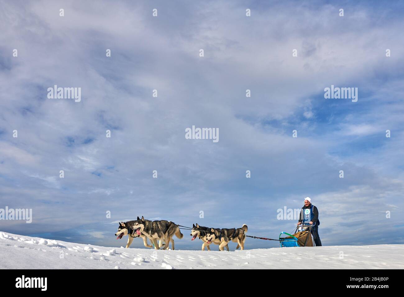 Tusnad, ROMANIA - 02 Febbraio 2019: Uomo non identificato che partecipa al Free Dog Sled Racing Contest con cani.Sportswoman musher corre slitta cane su un Foto Stock