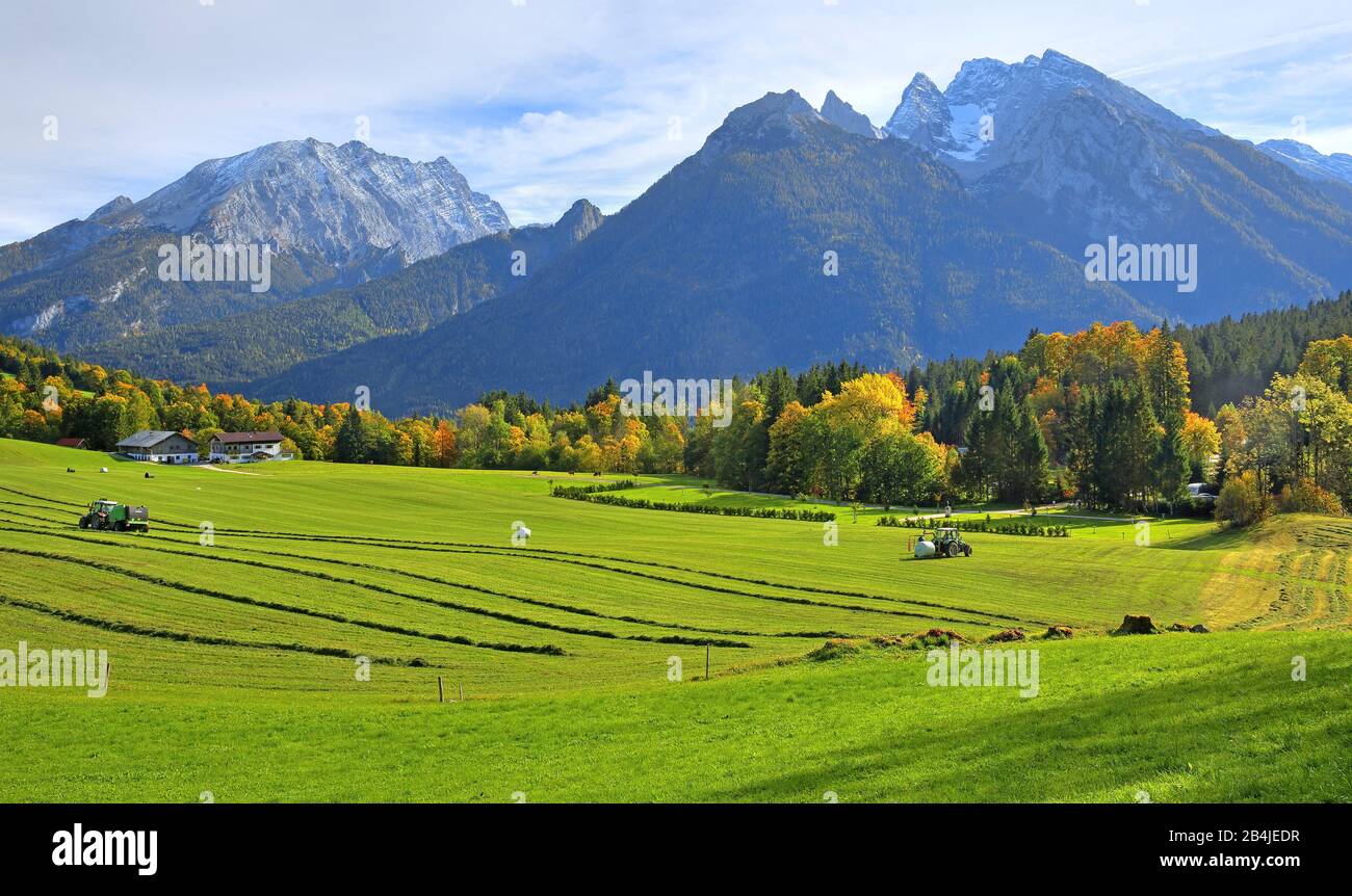 Prato di montagna con raccolto di fieno contro Watzmann (2713m) e Hochkalter (2607m), Ramsau, Berchtesgadener Land, alta Baviera, Baviera, Germania Foto Stock