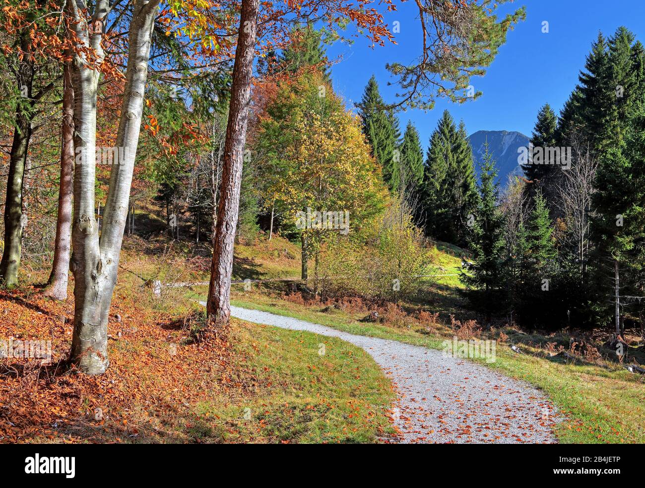 Sentiero Escursionistico, Kramerplateauweg In Autunno, Garmisch-Partenkirchen, Werdenfelser Land, Alta Baviera, Baviera, Germania Foto Stock