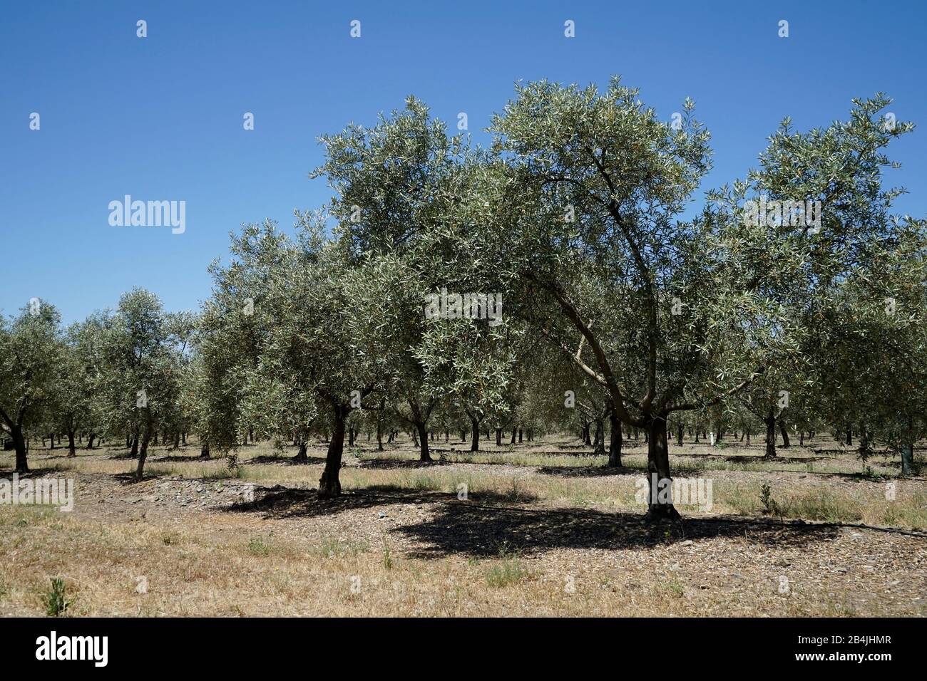 Europa, Portogallo, regione dell'Alentejo, Beja, agricoltura, olivicoltura, oliveto, olivi Foto Stock