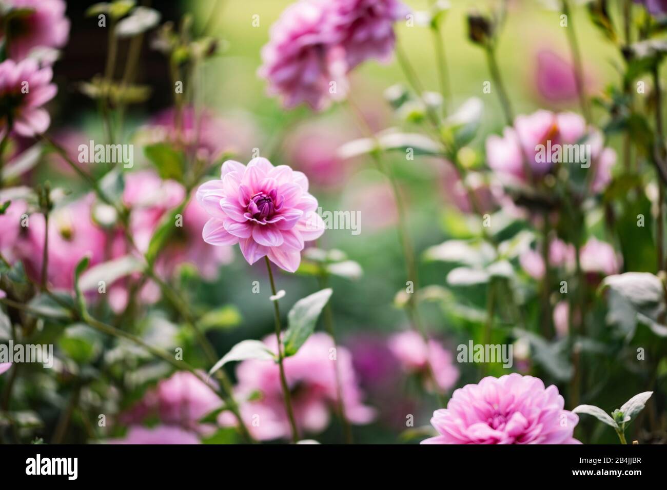 Dahlia fiore rosa, primo piano, dahlia Foto Stock