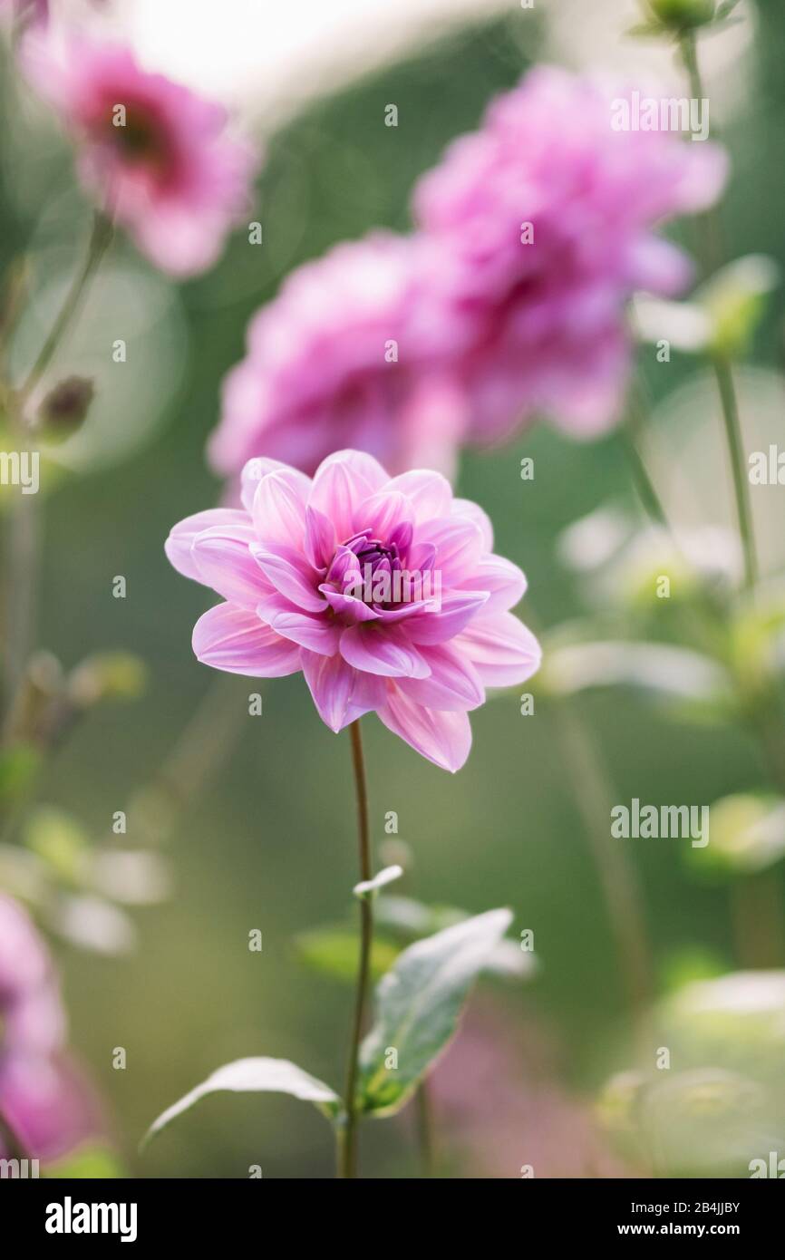 Dahlia fiore rosa, primo piano, dahlia Foto Stock