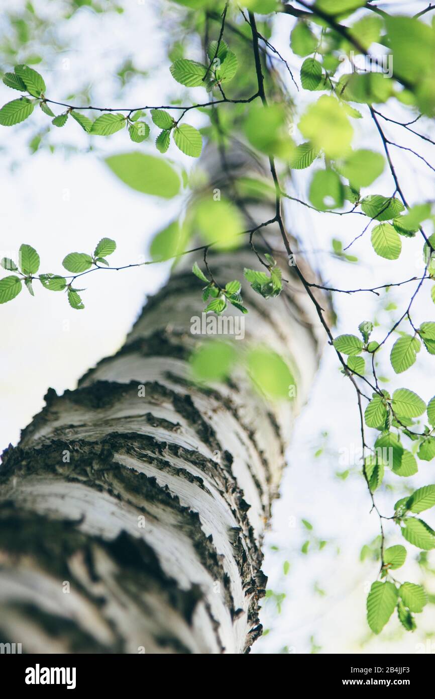 Betulla, tronco di betulla, foresta decidua, primo piano Foto Stock