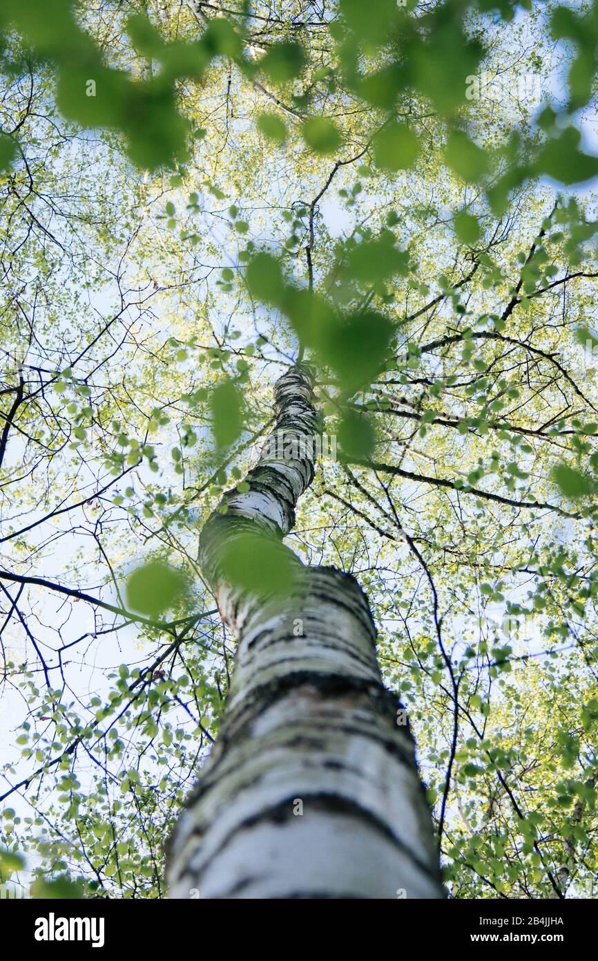 Betulla, tronco di betulla, foresta decidua, primo piano Foto Stock