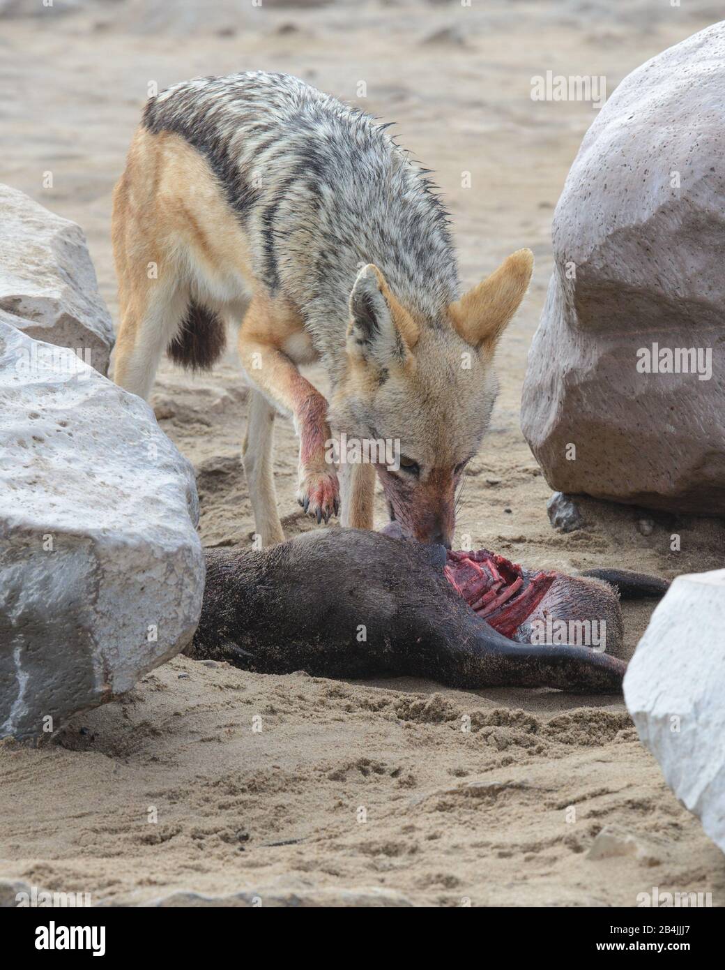 Black backed jackal mangiare un sigillo bambino presso la Skeleton Coast in Namibia, Africa Foto Stock
