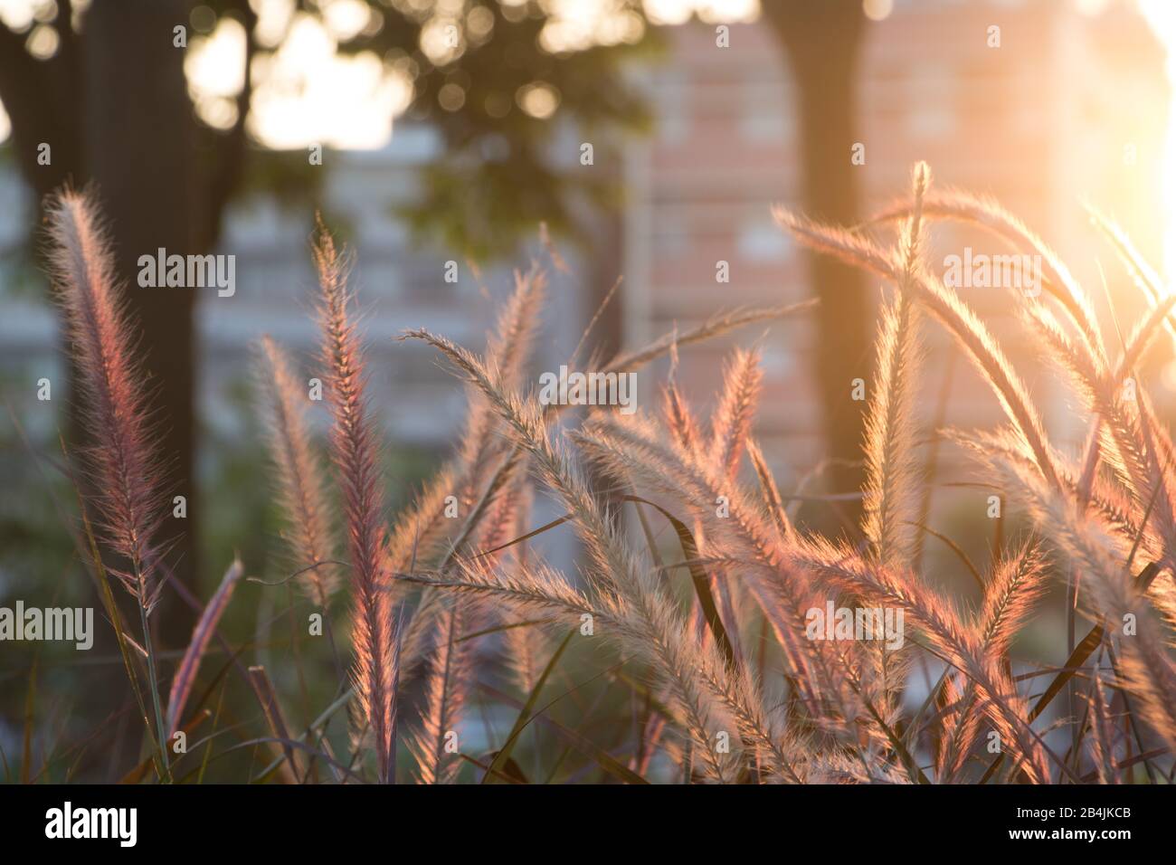 Foxtail, Setaria Viridis. Setaria Viridis nel parco al tramonto. Foto Stock