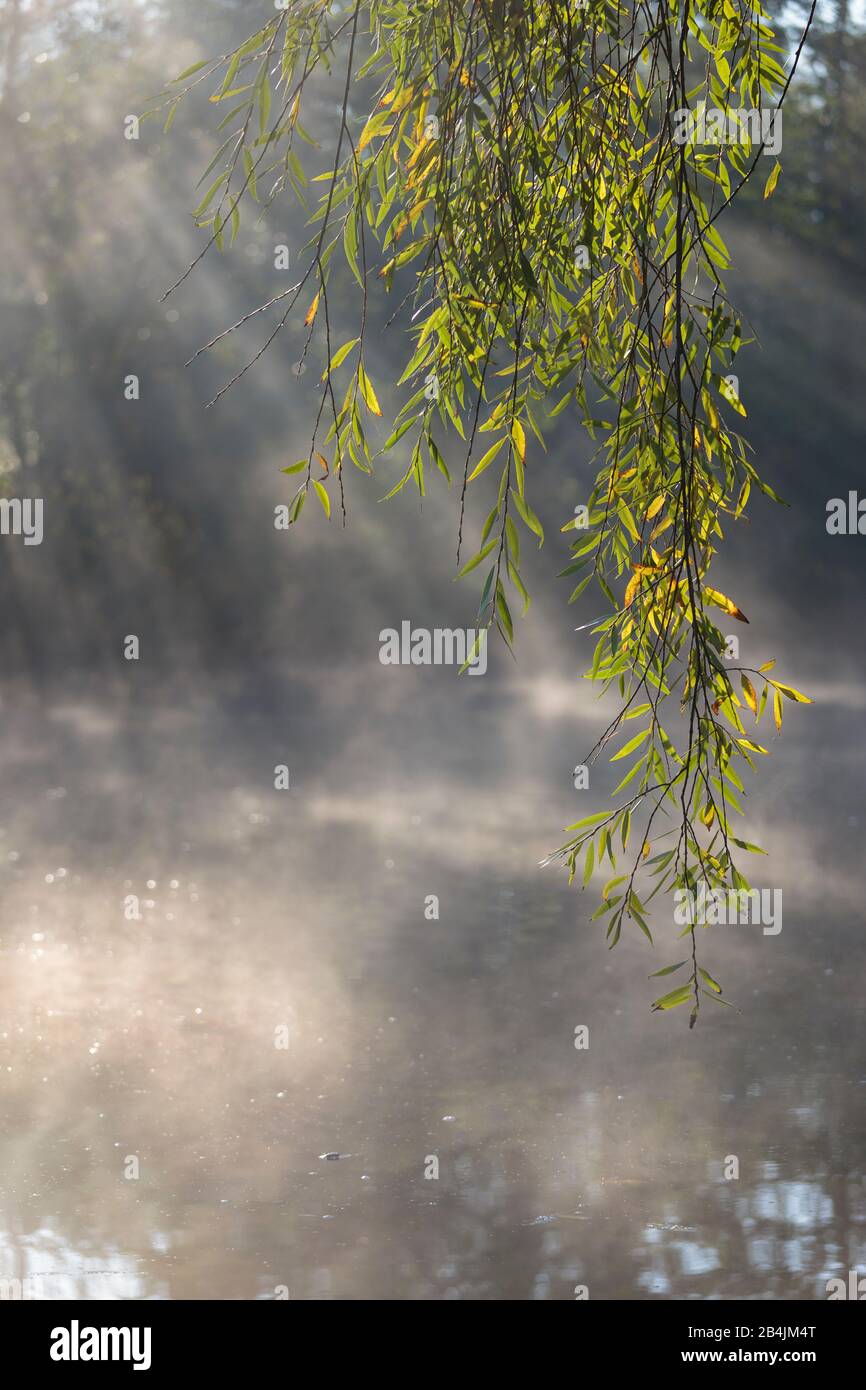 Europa, Deutschland, Niedersachsen, Otterndorf. Hinter dem Zweig einer Silberweide (Salix alba) brechen an einem frostigen Morgen die Sonnenstrahlen d Foto Stock