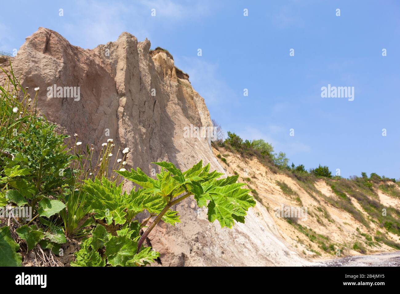 Rügen, Kap Arkona, Steilküste, Strand, Bärenklau, Heracleum Foto Stock