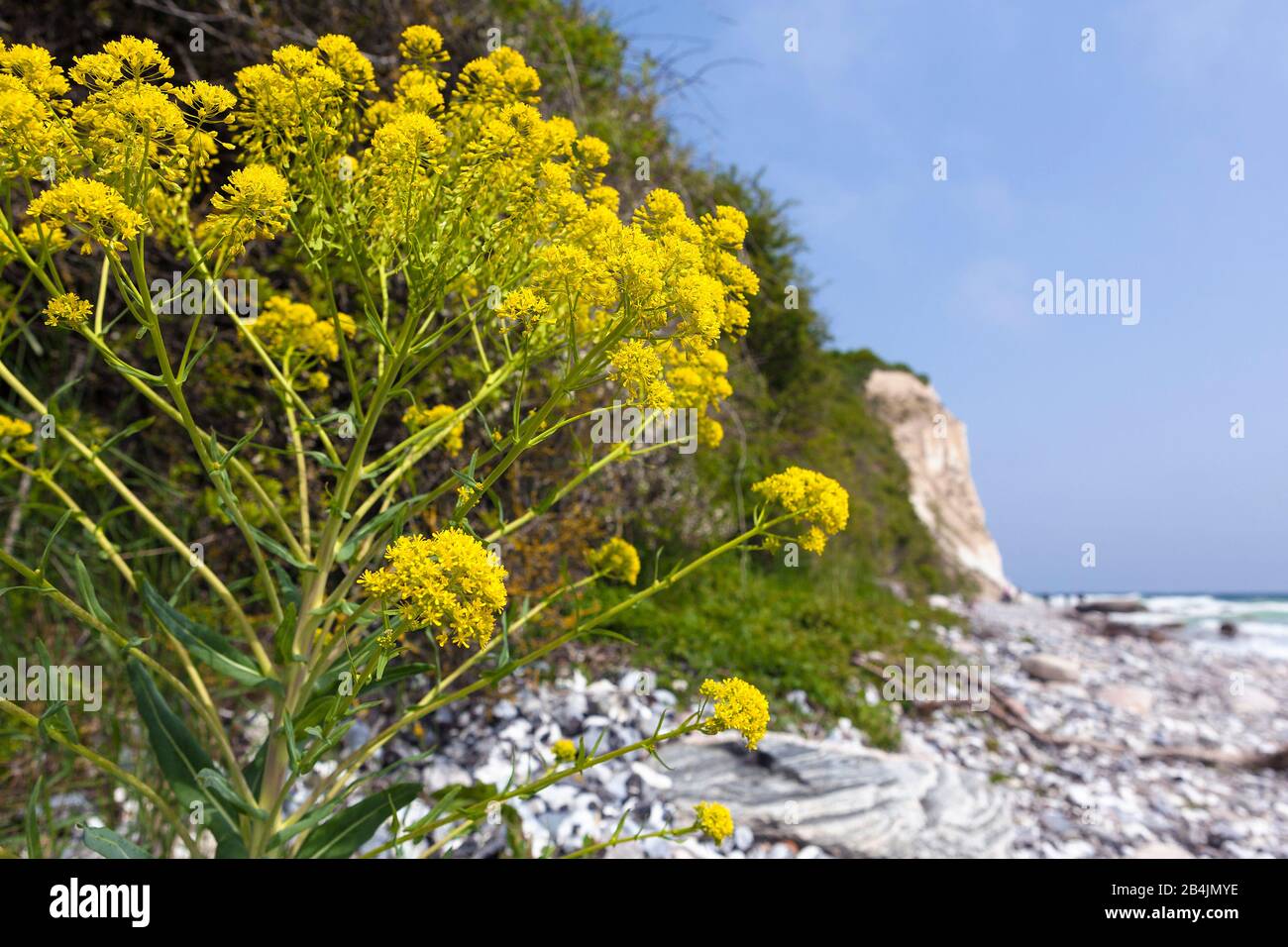 Rügen, Kap Arkona, Steilküste, Strand, Bunias Orientalis (Orientalisches Zackenschötchen) Foto Stock