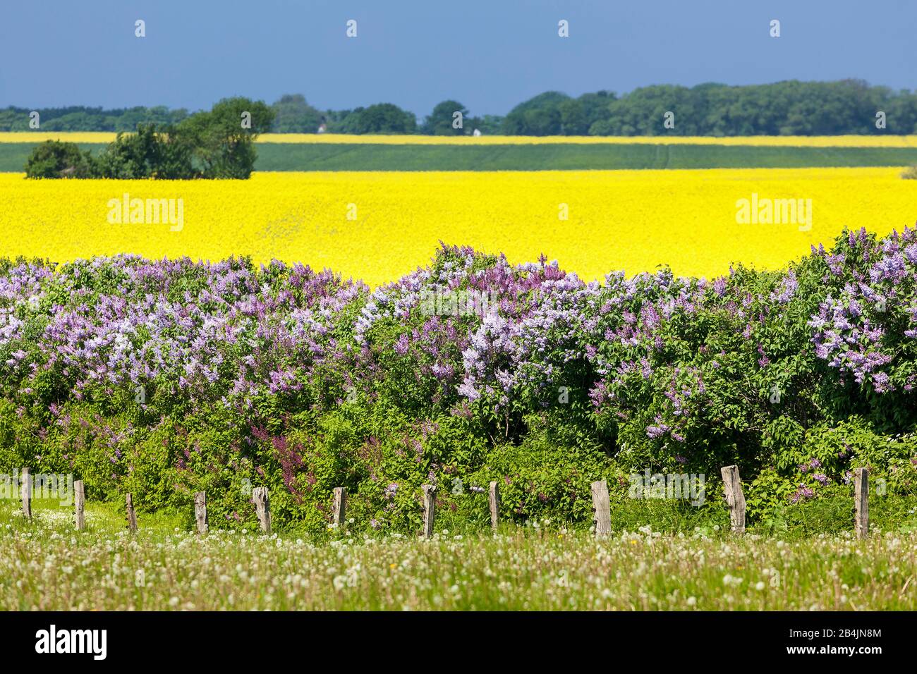 Rügen, Kap Arkona, Blick Über Blühende Rapsfelder, Flieder Foto Stock