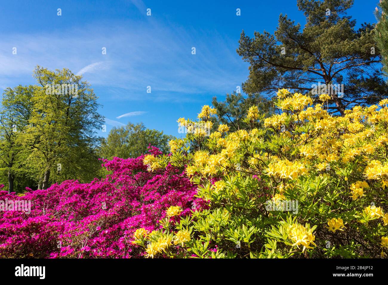 Ostseheilbad Graal-Müritz, Rhodendronpark, Blühende Azaleen Foto Stock