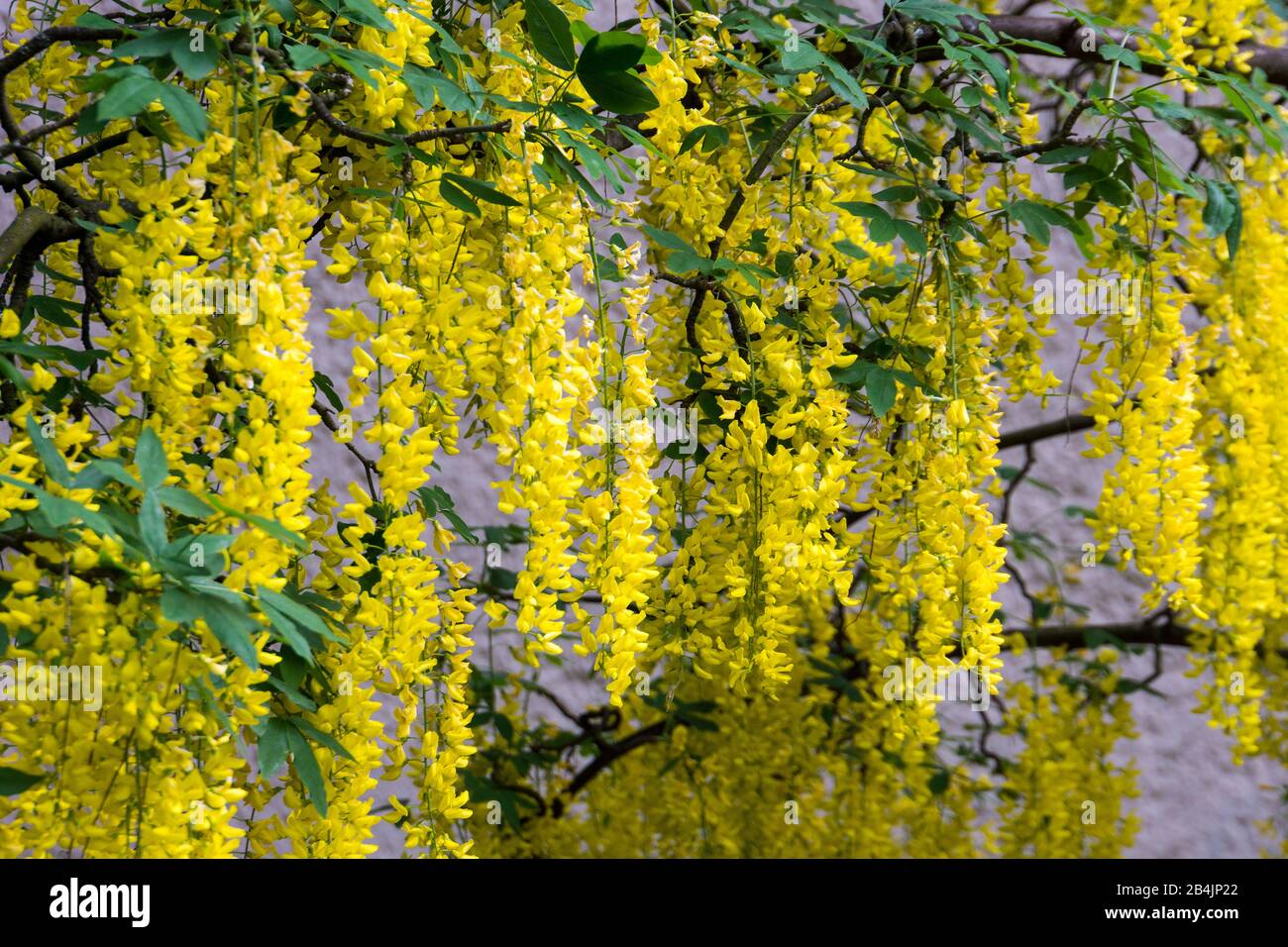 Ostseheilbad Graal-Müritz, Rhodendronpark, Goldregen, Laburnum Foto Stock