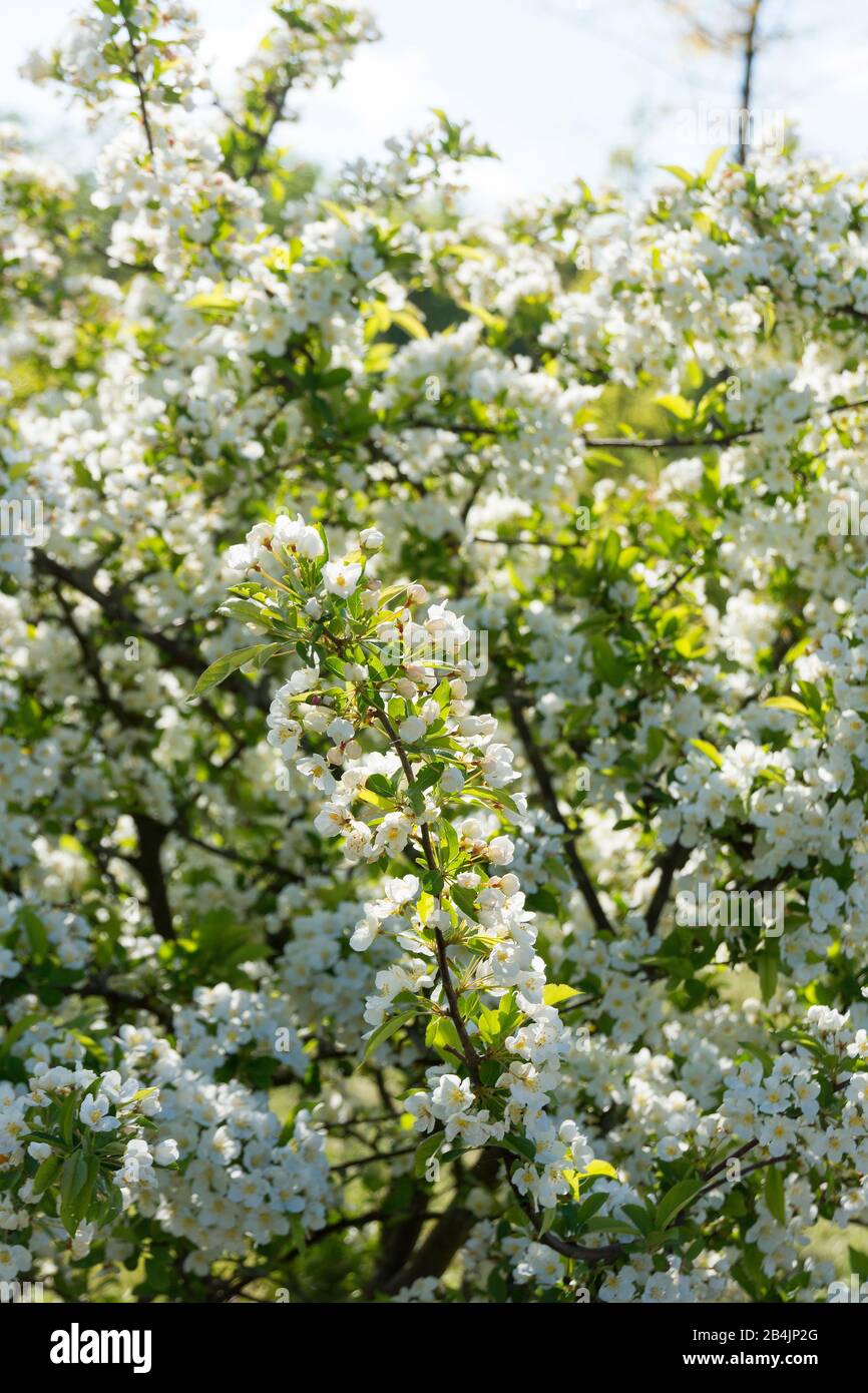 Rügen, blühender Obstbaum im Frühling, Blüten, Apfelbaum Foto Stock