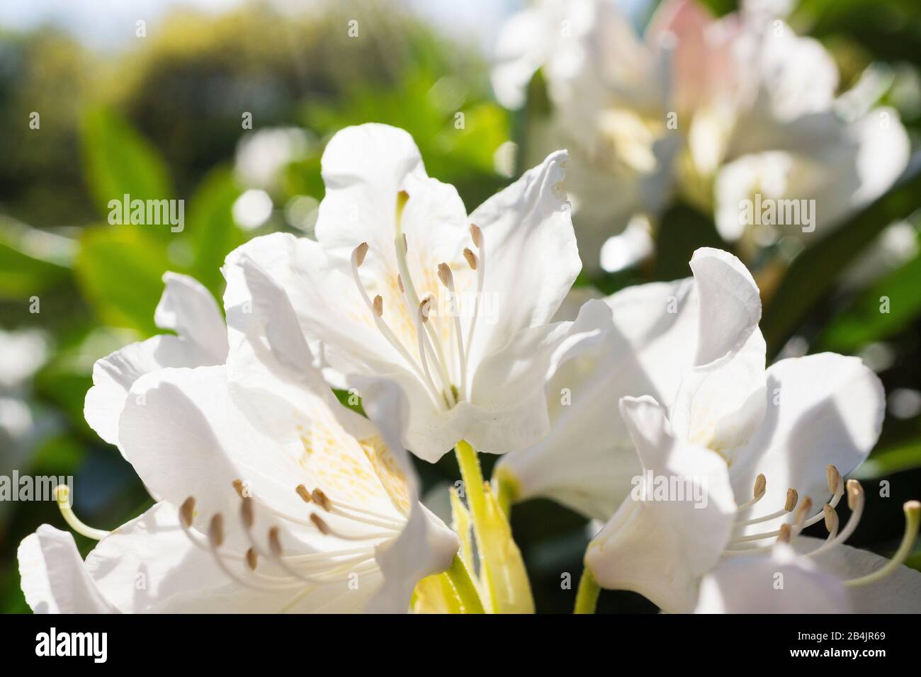 Ostseheilbad Graal-Müritz, Rhodendronpark, Azalee, Blüte, Dettaglio Foto Stock