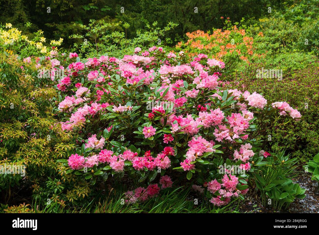 Ostssebad Graal-Müritz, Rhododendonpark, Blütendolden A Rosa-Tönen Foto Stock