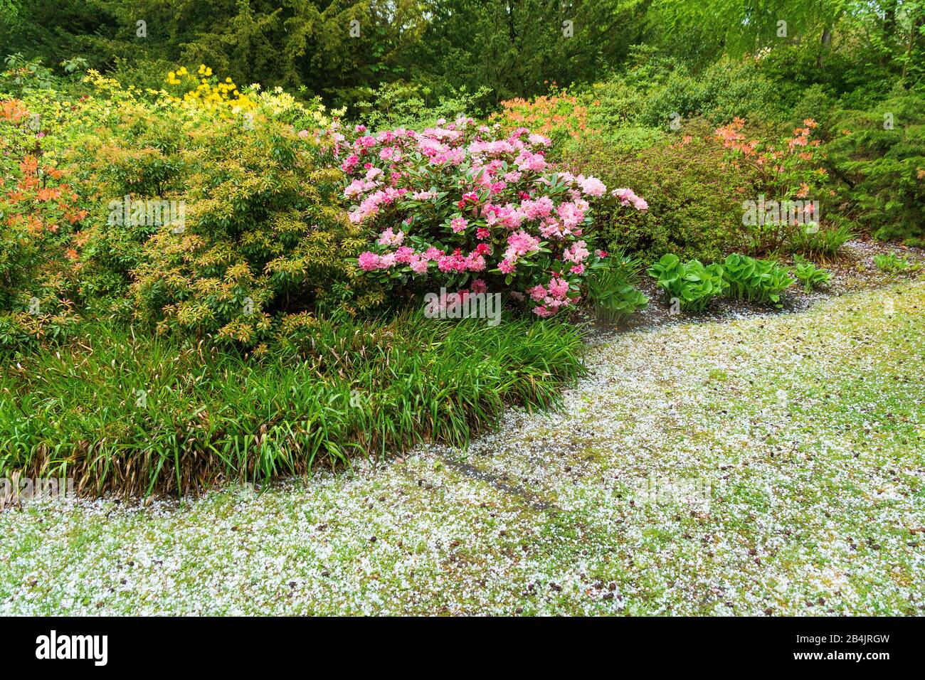 Ostssebad Graal-Müritz, Rhododendonpark, Blütendolden A Rosa-Tönen, Hagelkörner Foto Stock