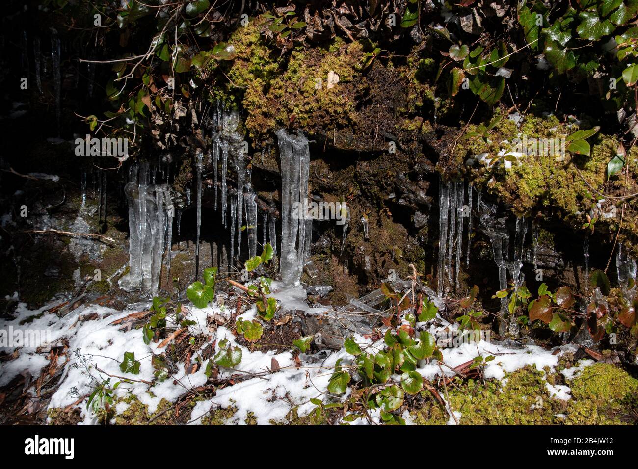Uno sfondo con muschio, ghiaccioli e neve dall'Alum Cave Trail nel Parco Nazionale delle Great Smoky Mountains Foto Stock