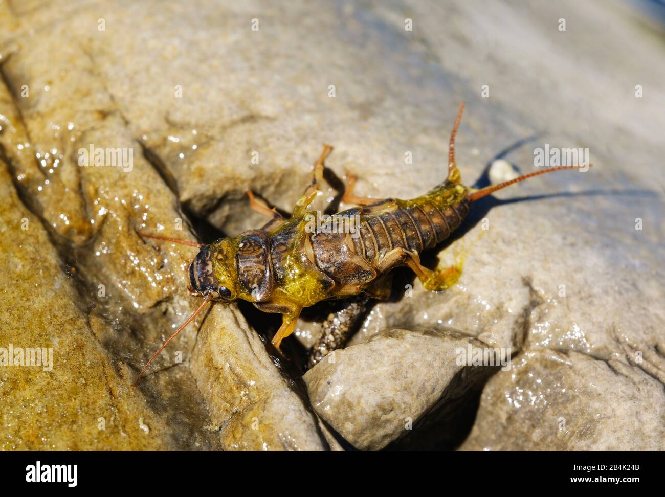 Pietra volare larva su pietra in Isar, Baviera, Germania Foto Stock