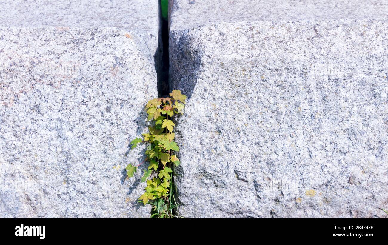 Mauer, Pflanzentriebe, Botanik, Steinmauer, Norddeich, Niedersachsen, Deutschland, Foto Stock