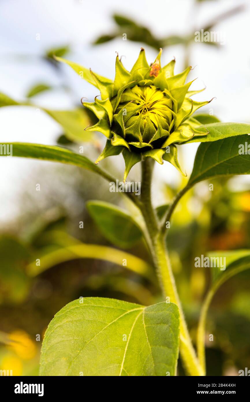 Sonnenblume, Knospe, Nahaufnahme, Blume, Botanik, Pflanzenwelt, Norddeich, Niedersachsen, Deutschland, Foto Stock