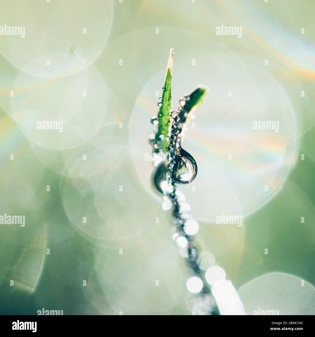 Lama di erba con gocce d'acqua, arte naturale, primo piano Foto Stock