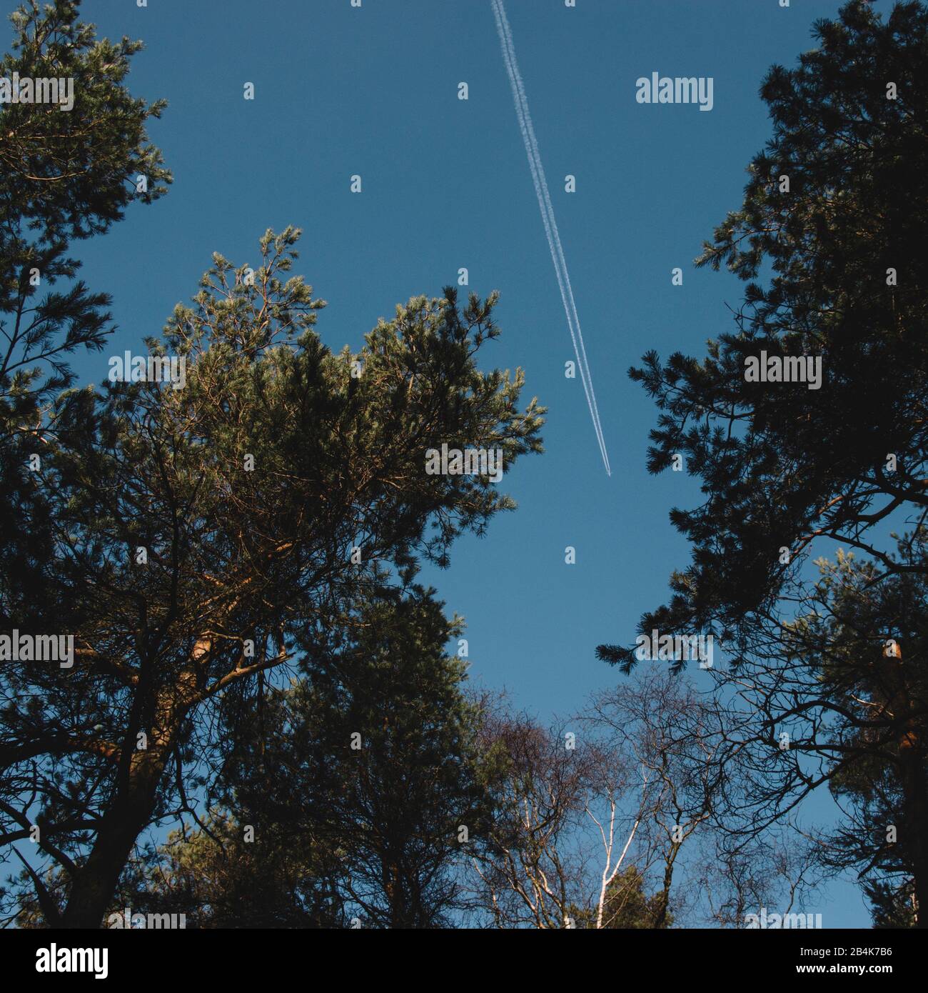 Foresta con pini di fronte al cielo blu autunno Foto Stock