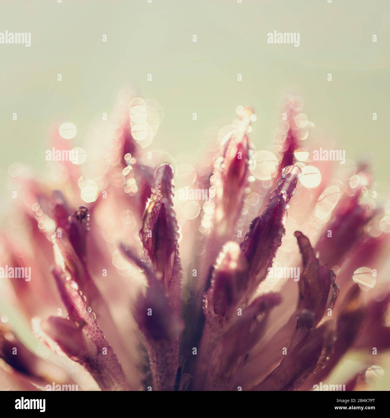 Trifoglio rosa fiore con gocce di rugiada, dettaglio Foto Stock
