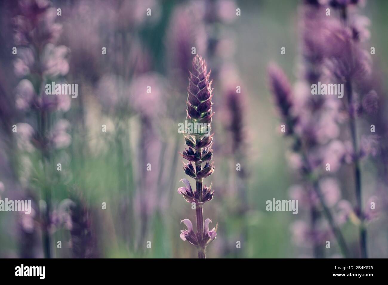 Lavanda in fiore, primo piano Foto Stock