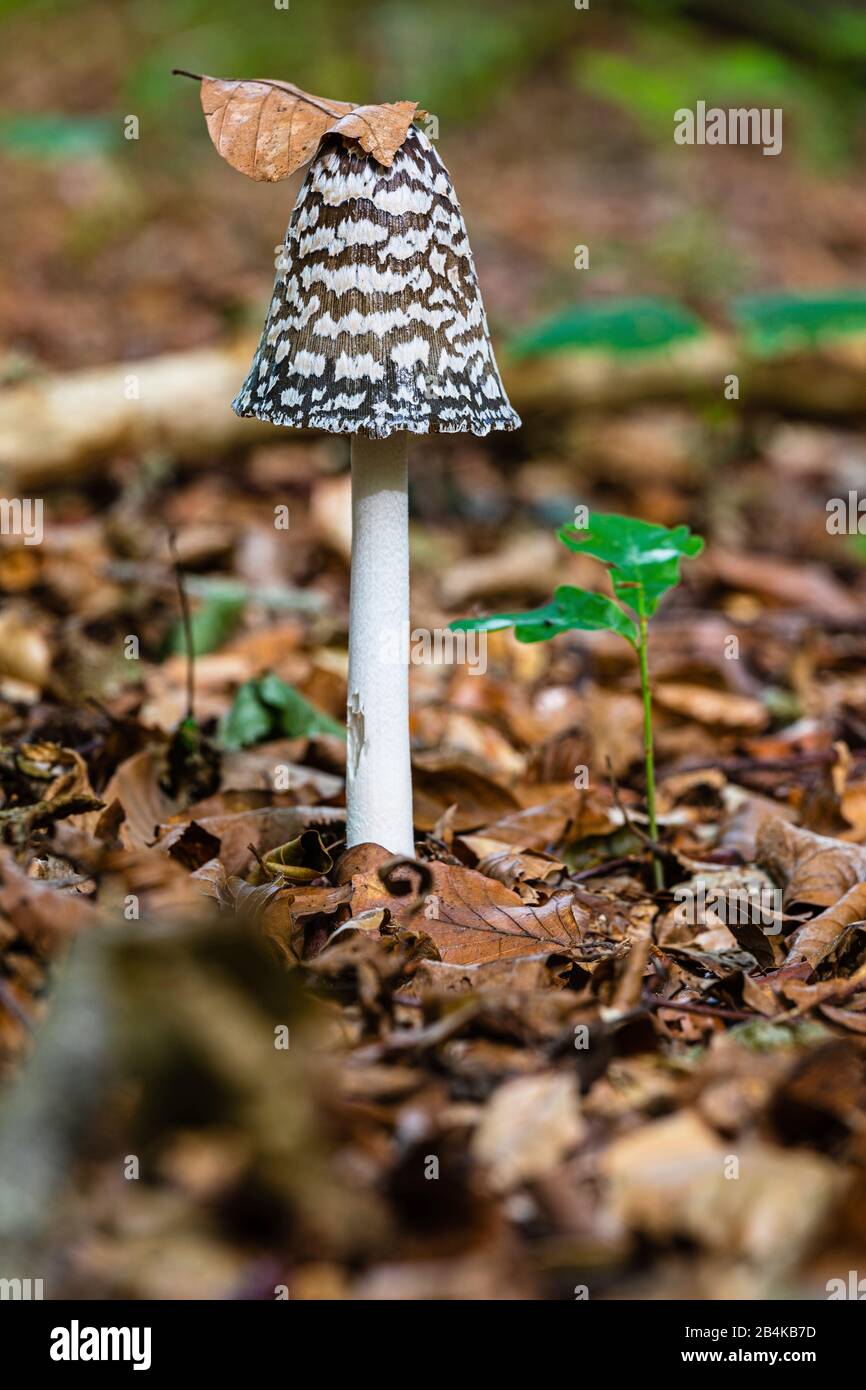 Crested Tintling [Copinus comatus] in habitat naturale, riserva naturale Biener Busch Foto Stock