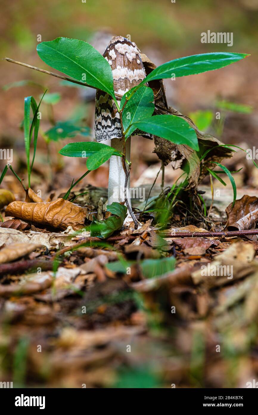 Crested Tintling [Copinus comatus] in habitat naturale, riserva naturale Biener Busch Foto Stock