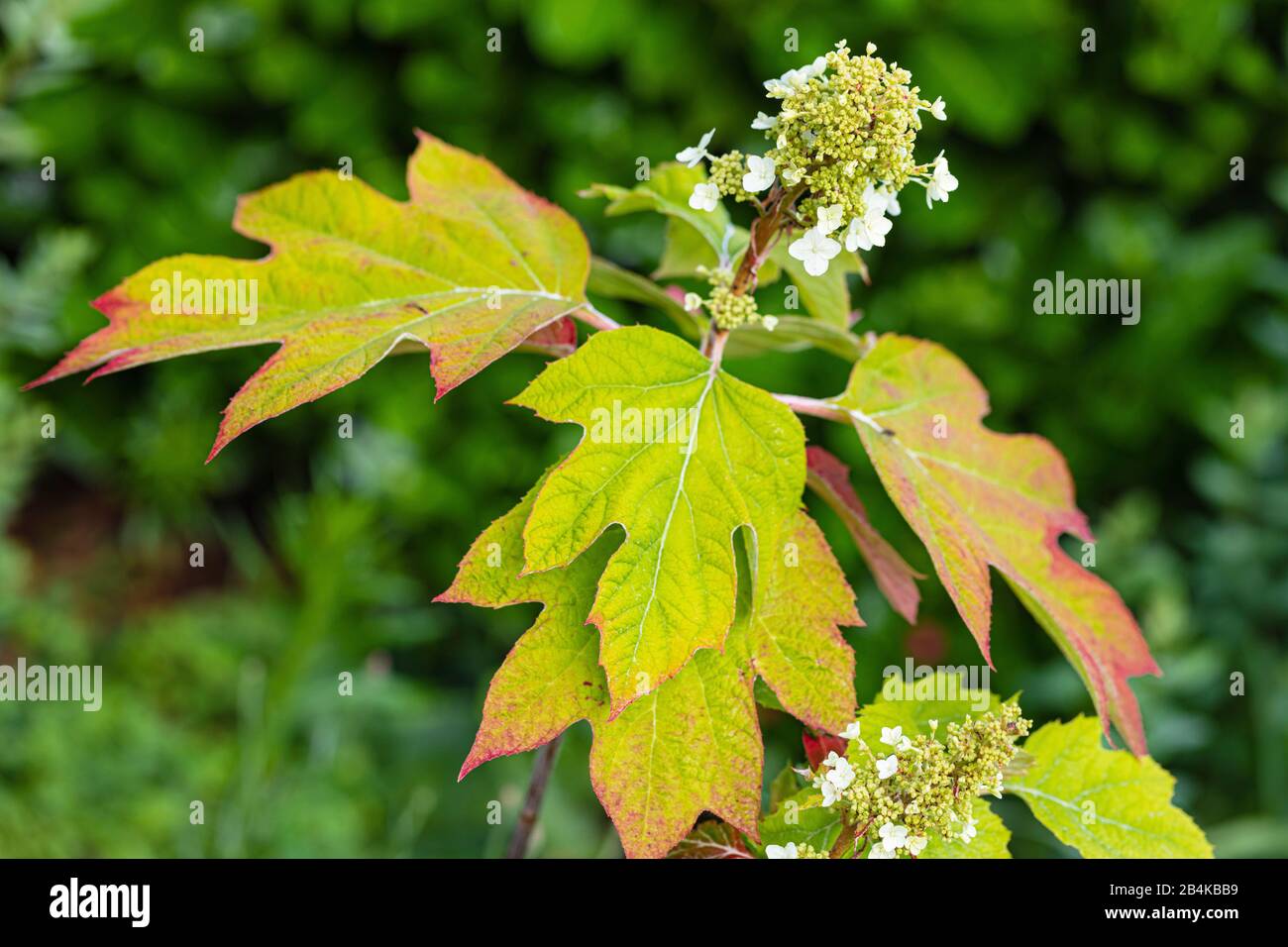 Foglie di quercia hydrangea in giardino Foto Stock