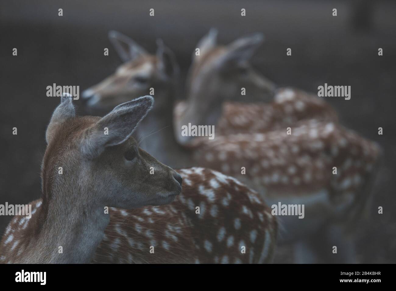 Cervi, daini da fiocare, guardare di lato Foto Stock