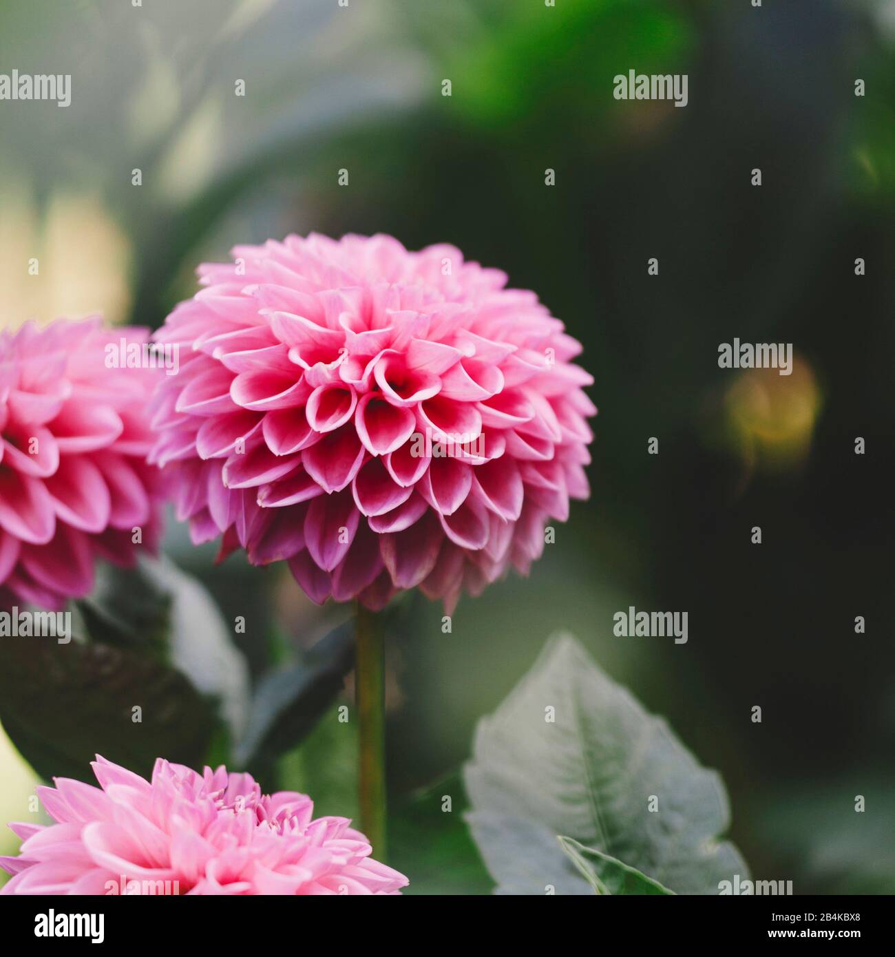 Dahlia, fiore rosa, primo piano, dahlia Foto Stock