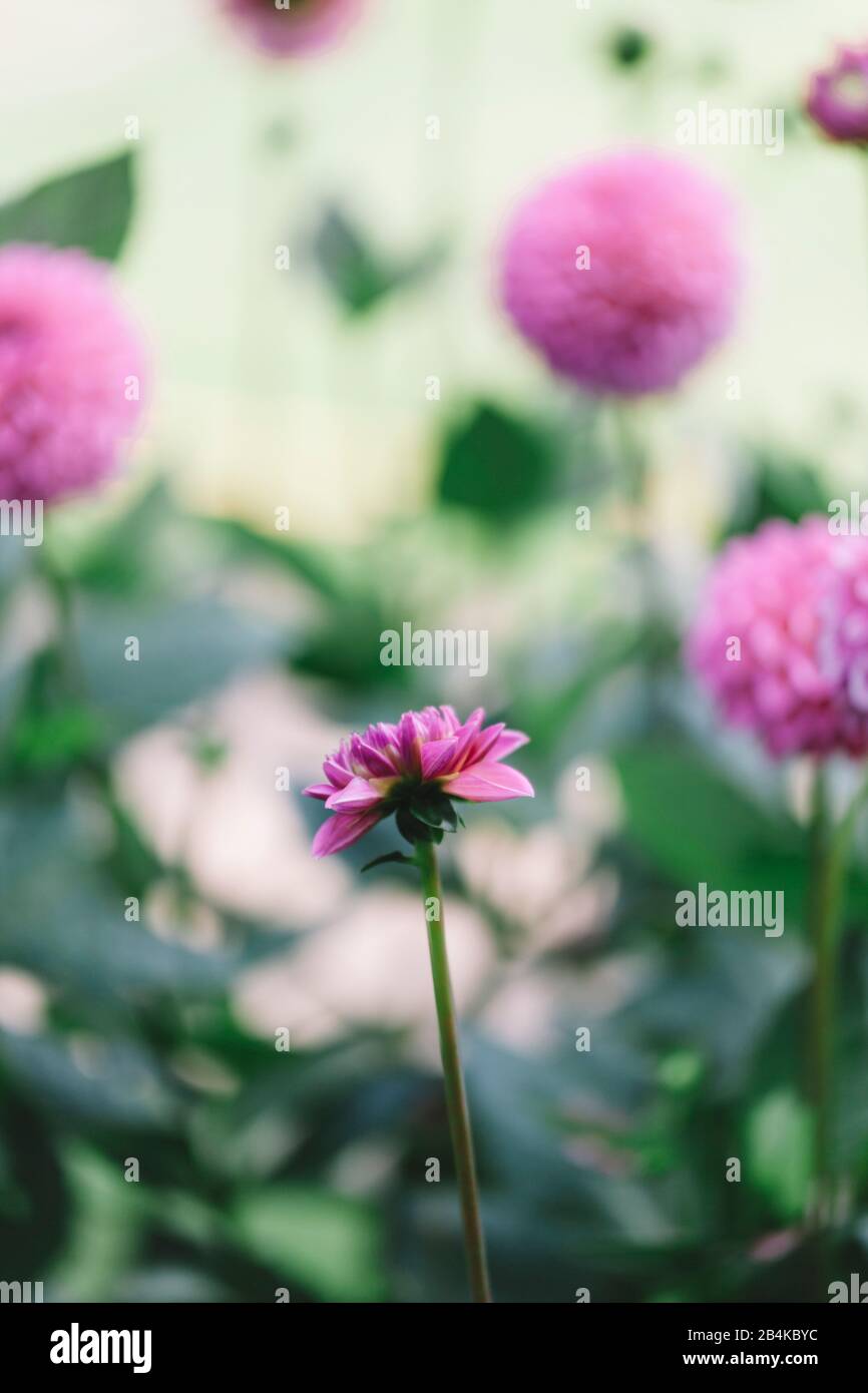 Dahlia, fiore rosa, primo piano, dahlia Foto Stock