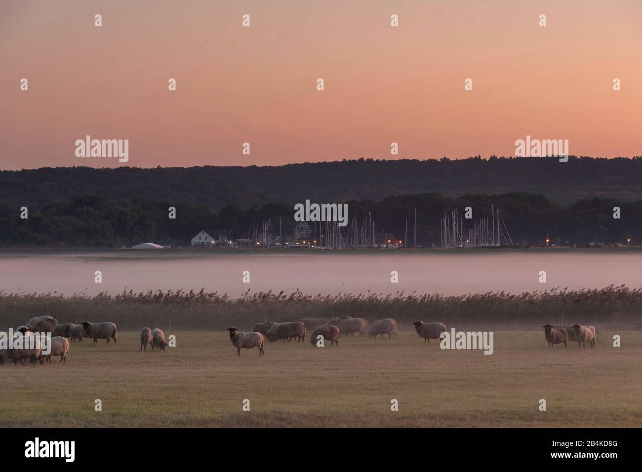 Germania, Mecklenburg-Vorpommern, Hiddensee, vista di un prato con pecore, velo nebbia, monastero del porto, barche a vela. Foto Stock