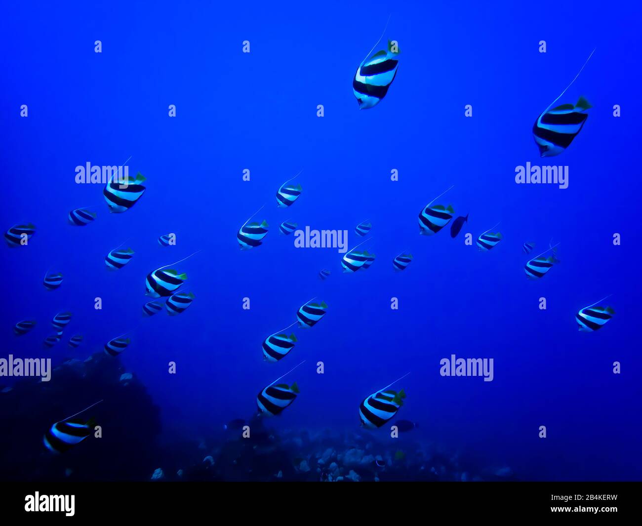 Grande scuola di pesci nant tropicali che nuotano nel mare blu al largo delle Hawaii. Foto Stock