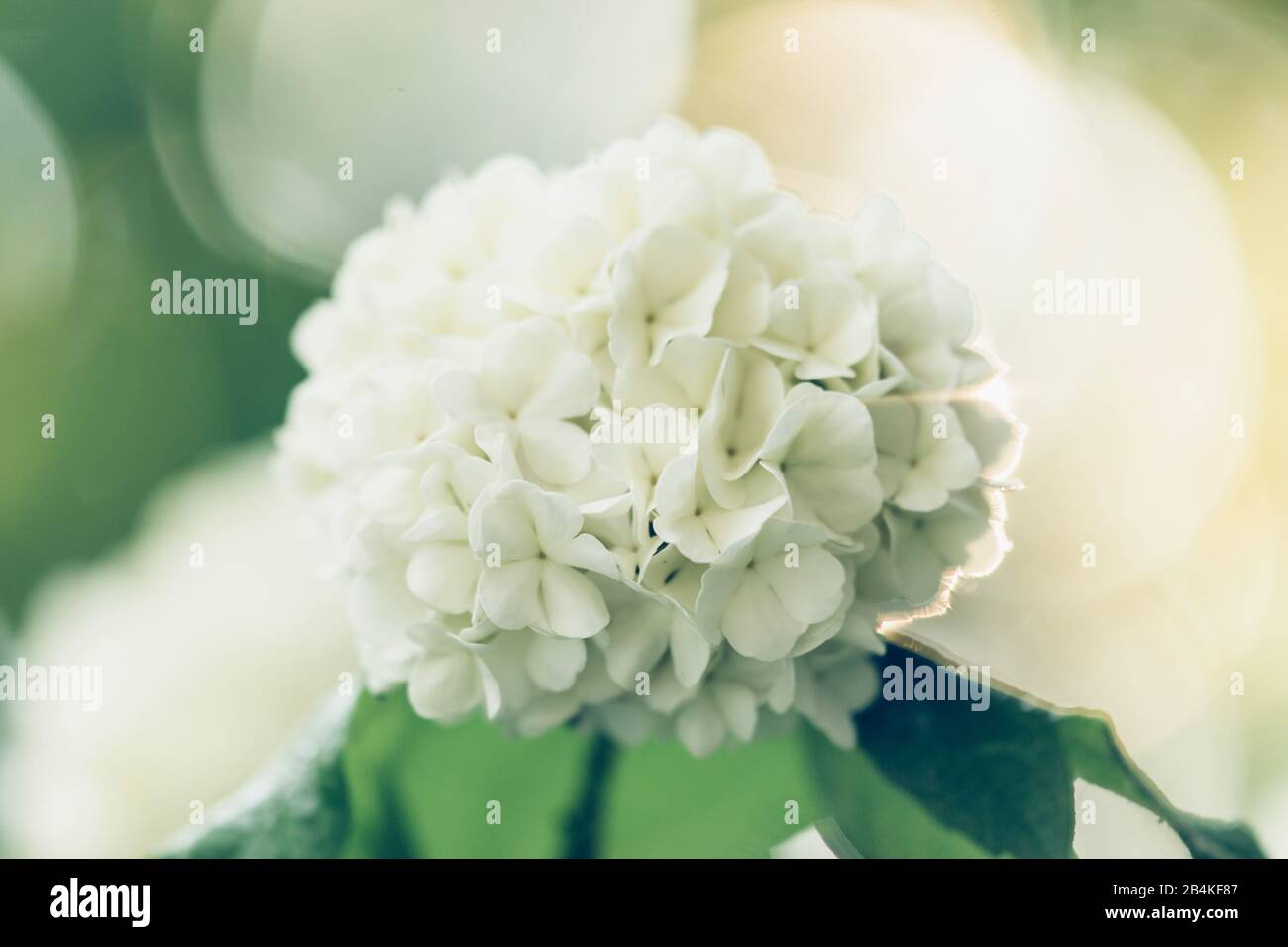 Fiori bianchi di hydrangea, close-up, hydrangea Foto Stock