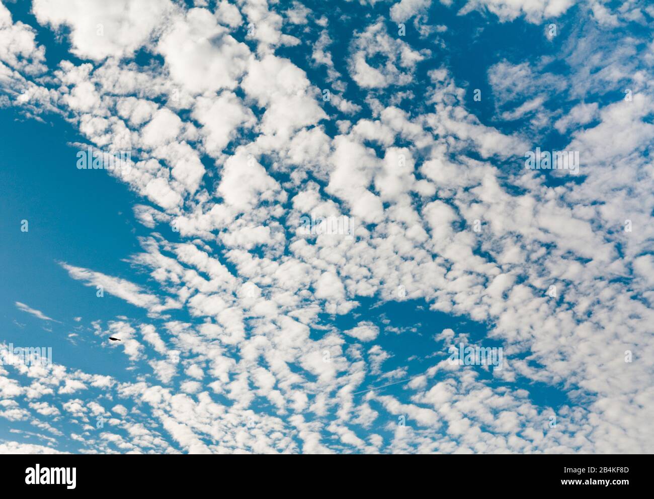 Cielo estivo bianco-blu Foto Stock