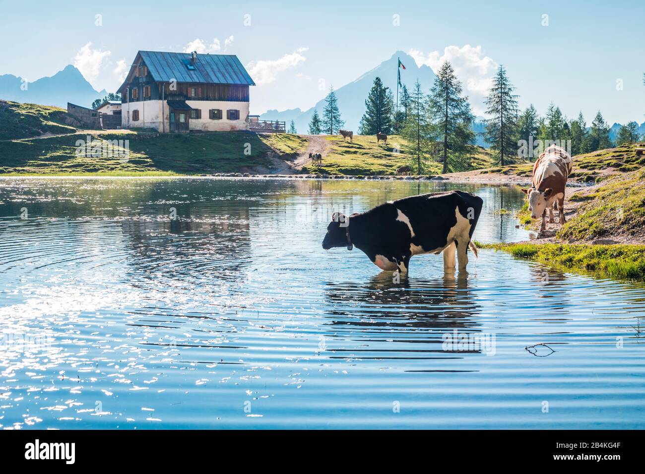 Le mucche pascolare fanno il bagno nel lago Federa vicino a Croda da Lago, Cortina d'Ampezzo, Belluno, Veneto, Italia Foto Stock